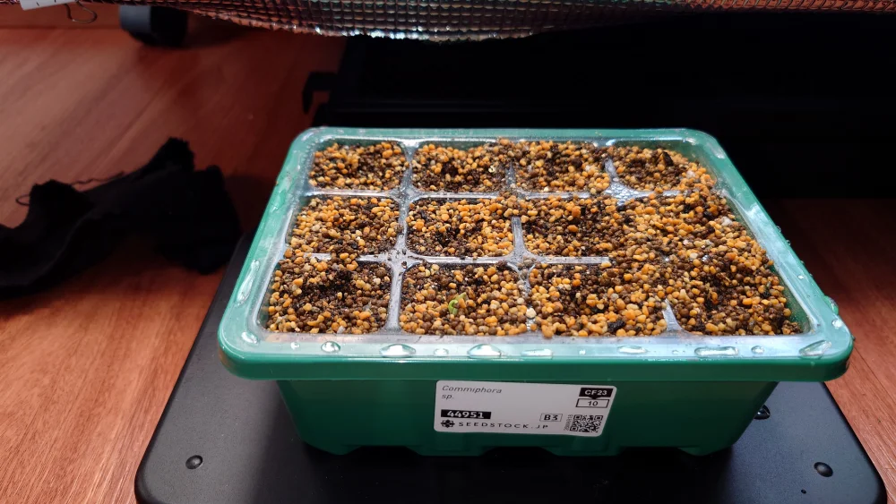 sp. Commiphora sp. (コミフォラ)