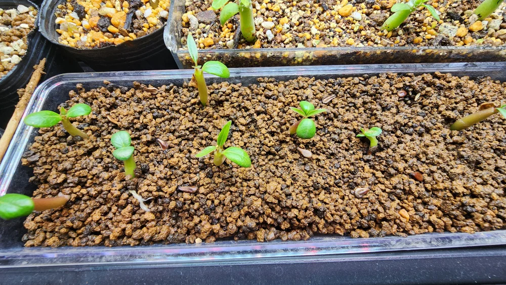 Pachypodium windsorii (パキポディウム ウィンゾリー)