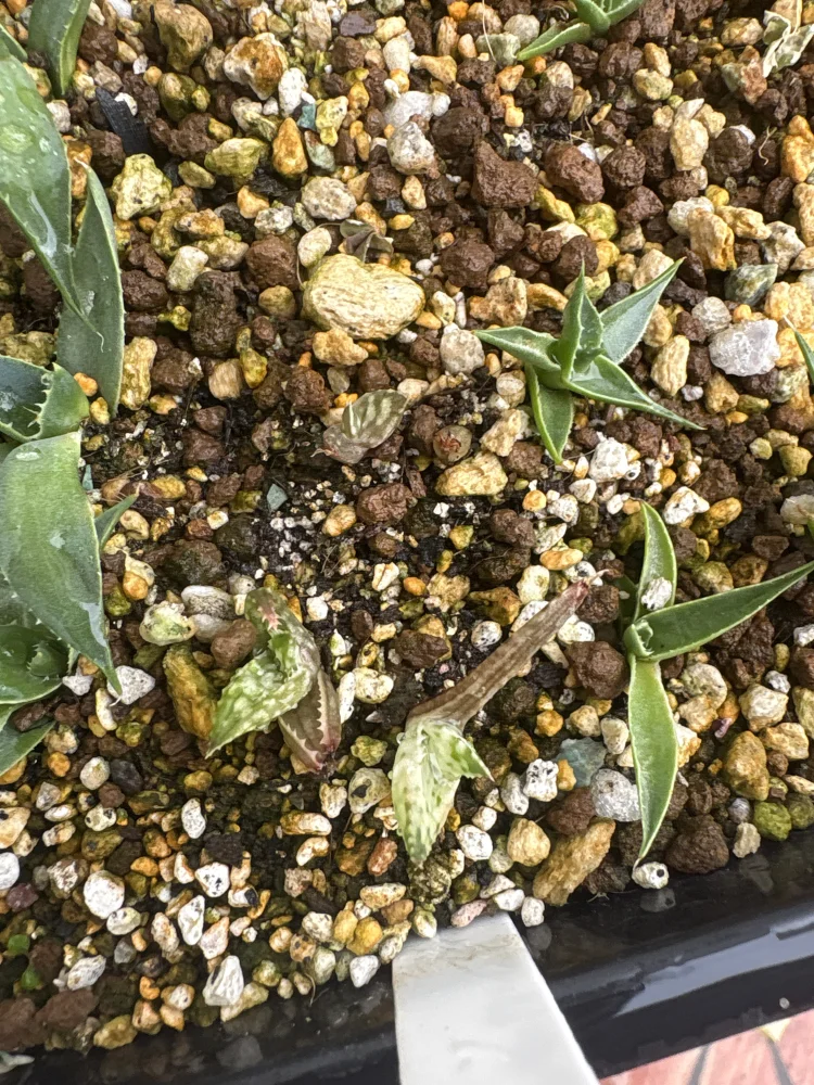 Aloe rauhii (アロエ ラウヒー)