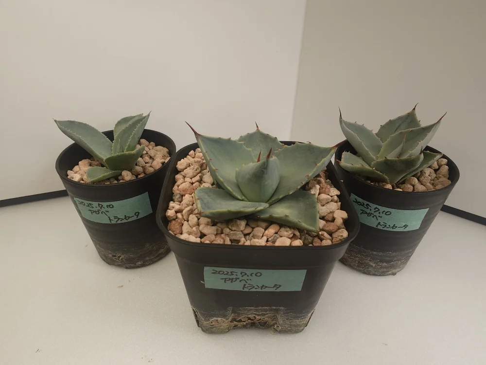 Agave parryi var. truncata (アガベ パリー トランカータ)