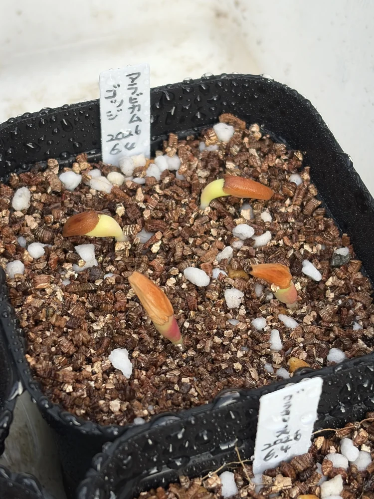 Adenium arabicum Godji (アデニウム アラビカムゴッジ)