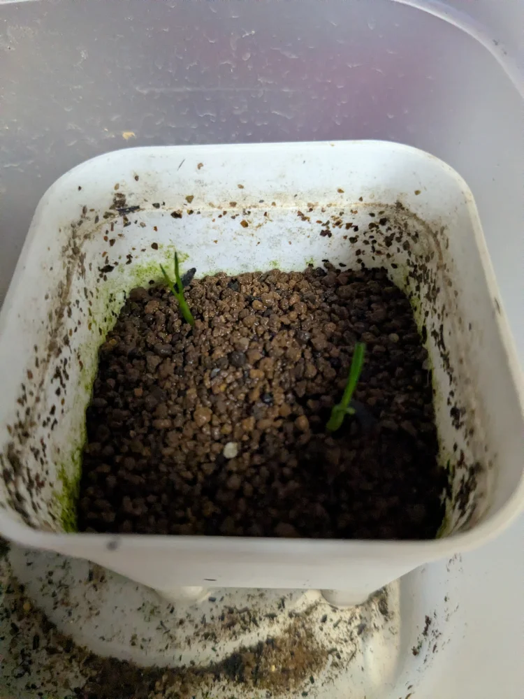 Xanthorrhoea gracilis (ザントロエア グラキリス)