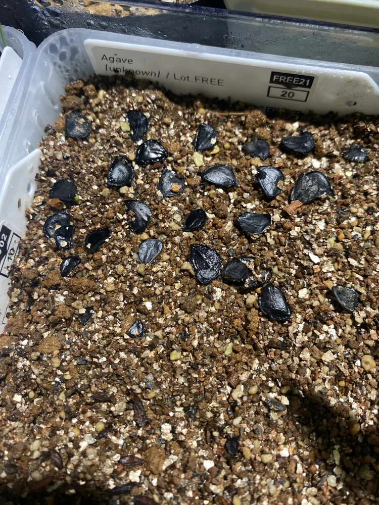 Agave ([プレゼント種子])