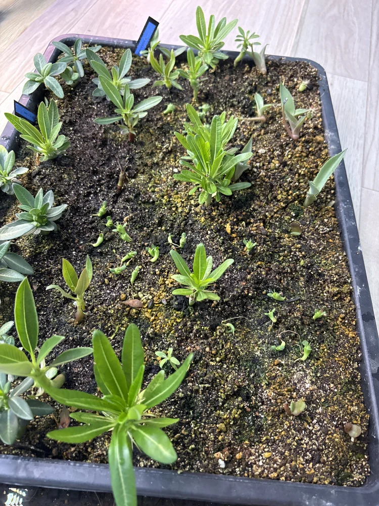 Pachypodium ambongense (パキポディウム アンボンゲンセ)