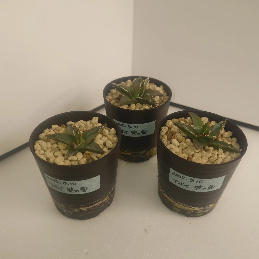 Agave victoriae-reginae ssp. victoriae-reginae (アガベ ビクトリアレジーナエ 笹の雪)