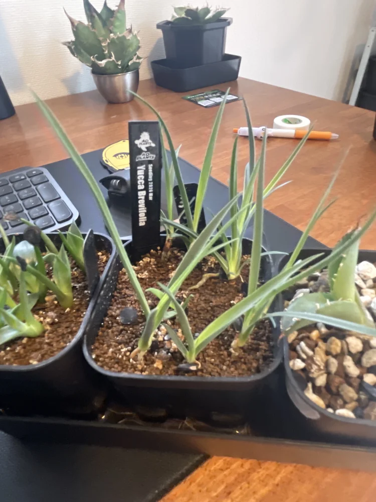 Yucca brevifolia (ユッカ ブレビフォリア)