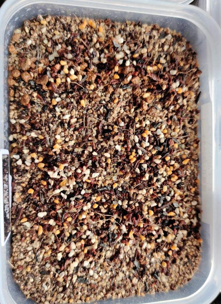 Senecio rowleyanus (セネシオ ロウレヤナス)