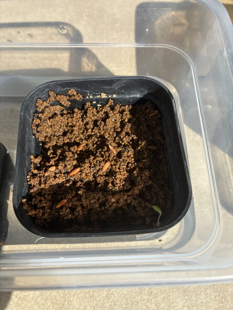 Pachypodium rosulatum ssp. cactipes (パキポディウム カクチペス)