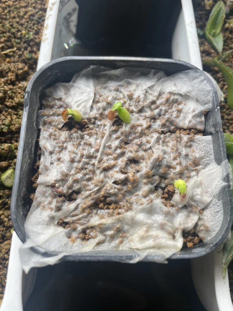 Pachypodium rosulatum var. inopinatum ([プレゼント種子 3月22日まで] パキポディウム イノピナツム)