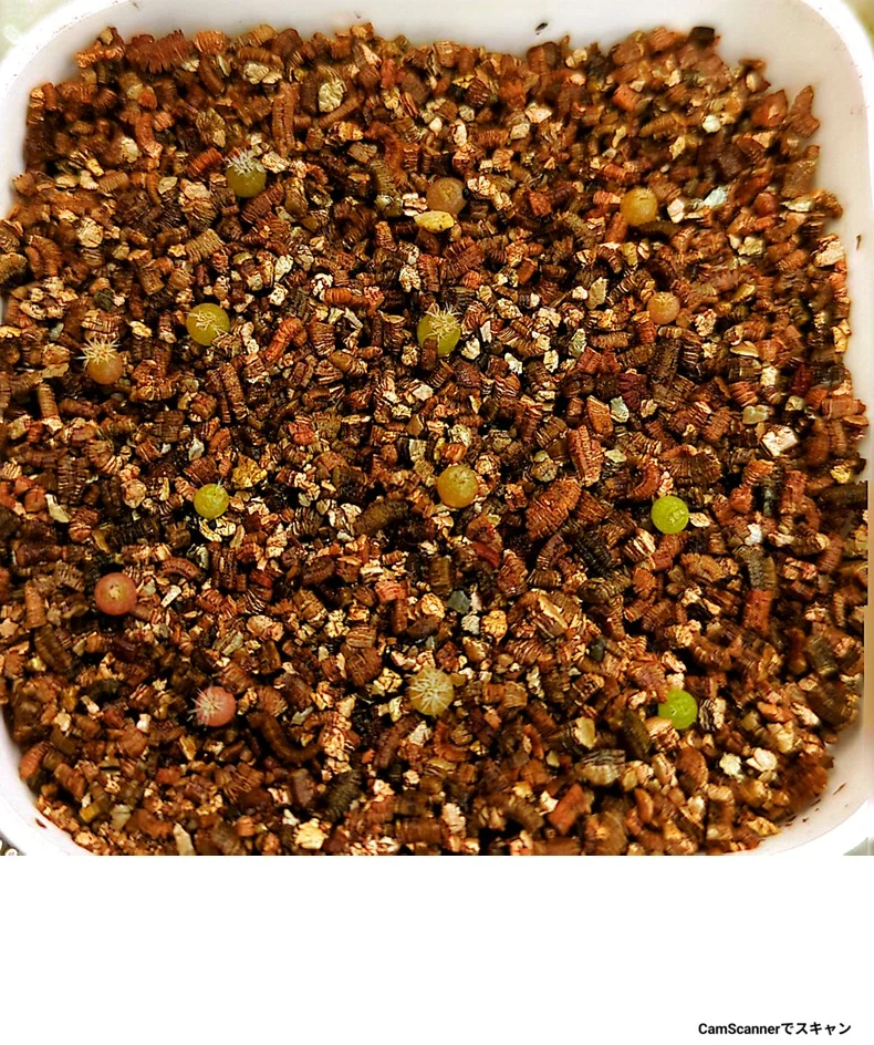 Mammillaria albilanata (マミラリア アルビラナータ)