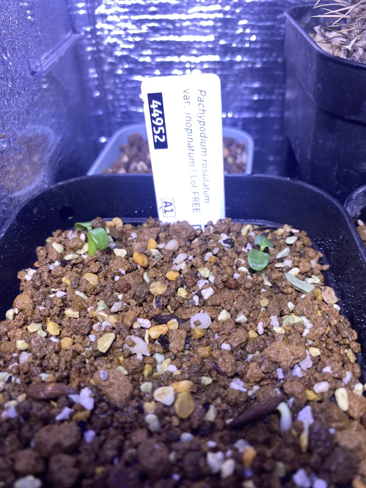 Pachypodium rosulatum var. inopinatum ([プレゼント種子 3月22日まで] パキポディウム イノピナツム)