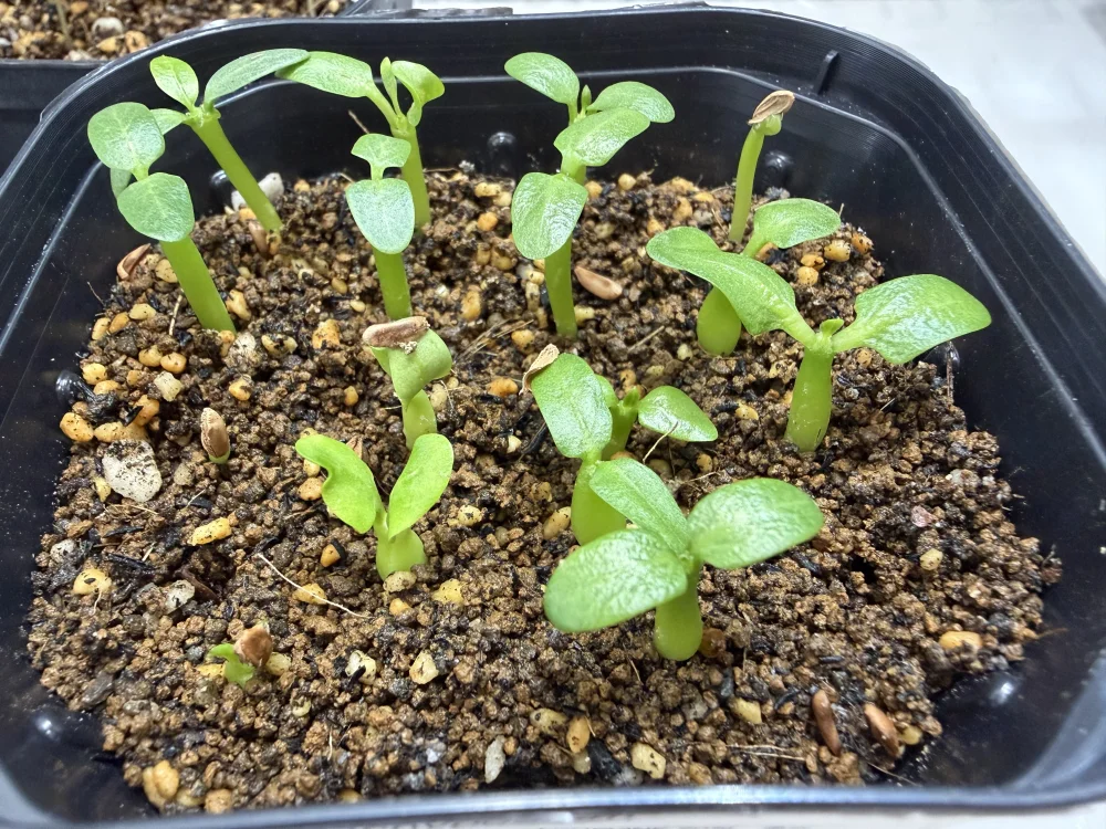 Pachypodium rosulatum subsp. makayense (パキポディウム マカイエンセ)