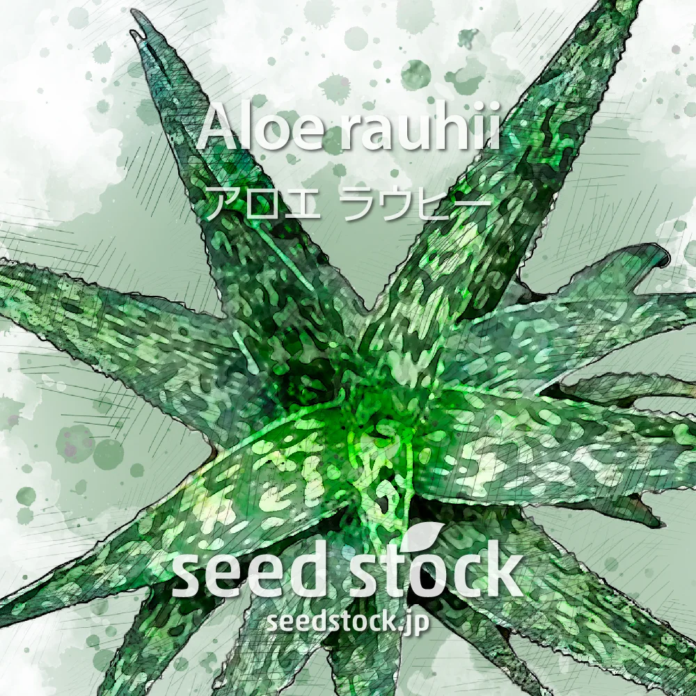 Aloe rauhii (アロエ ラウヒー)