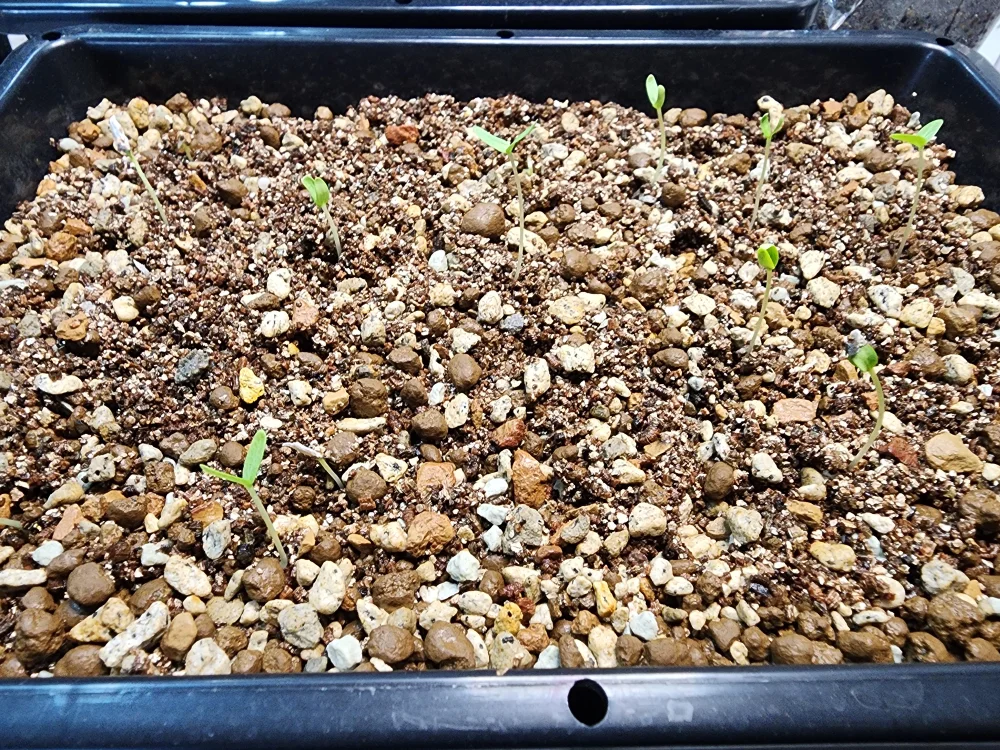 Fouquieria splendens ssp. splendens (フォークイエリア スプレンデンス)