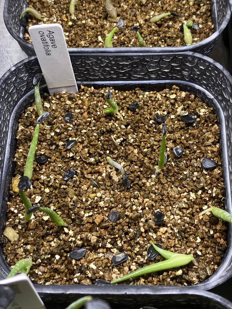  アガベ オバティフォリア Agave ovatifolia