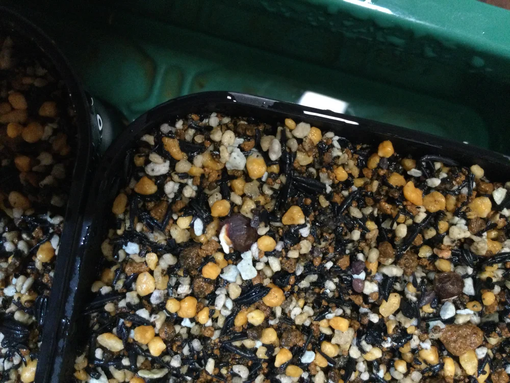 Operculicarya pachypus (オペルクリカリア パキプス)