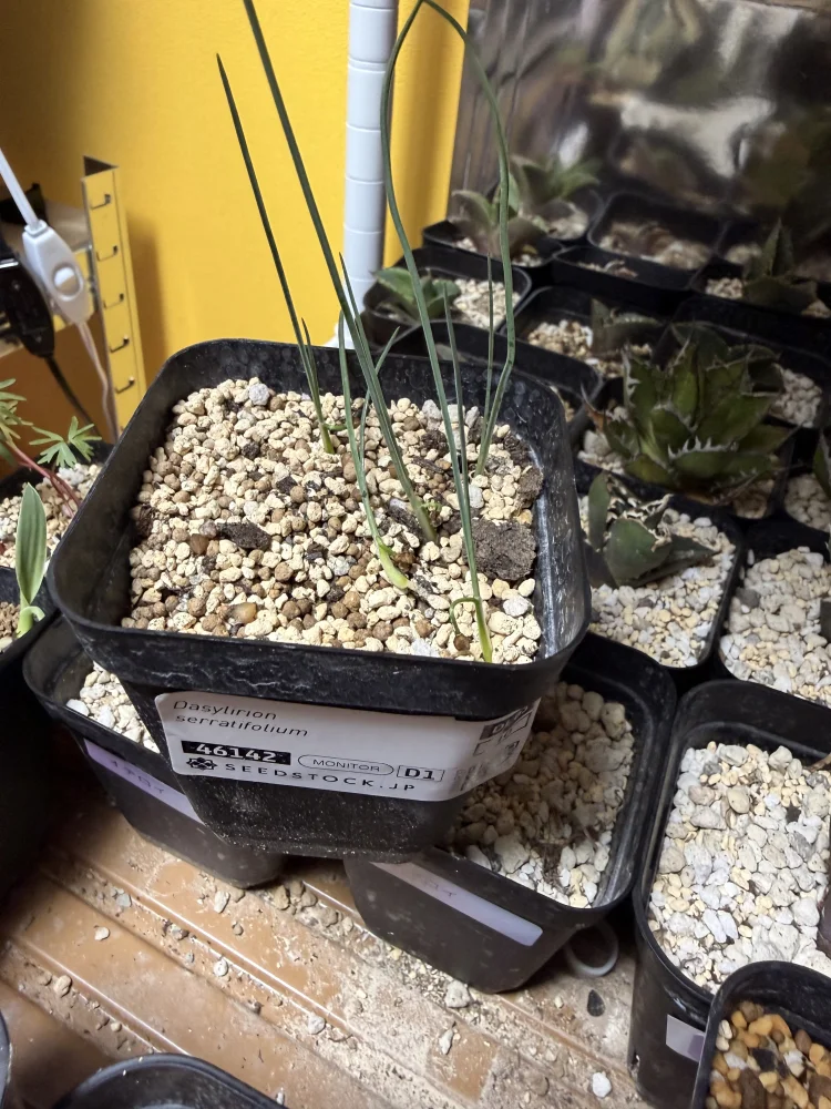 Dasylirion serratifolium (ダシリリオン セラティフォリウム)