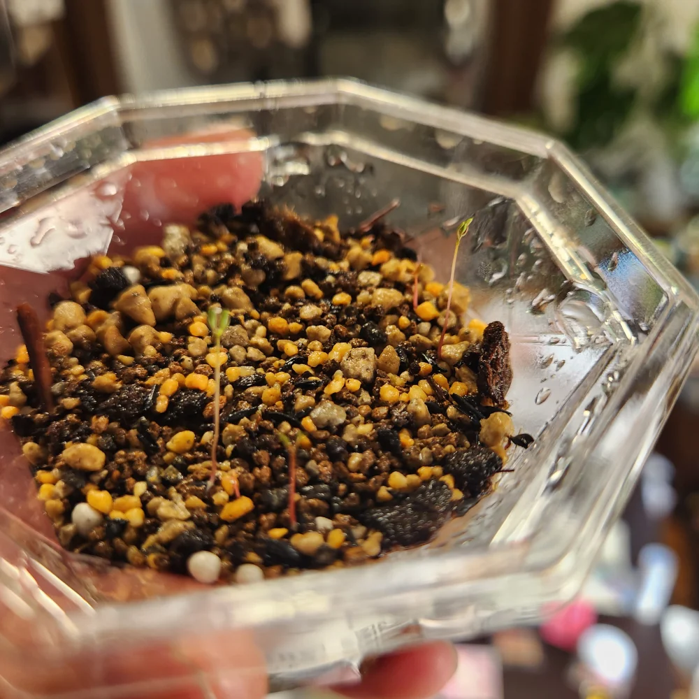 Eucalyptus latens  moon lagoon (ユーカリ ムーンラグーン)