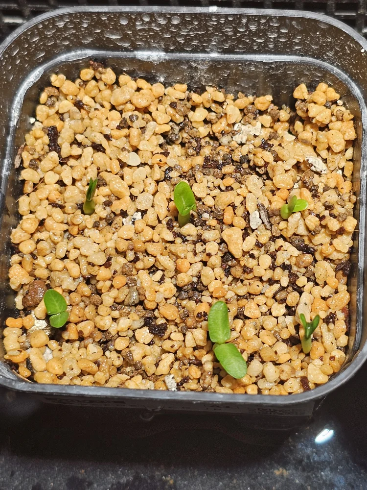 Pachypodium rosulatum subsp. makayense (パキポディウム マカイエンセ)