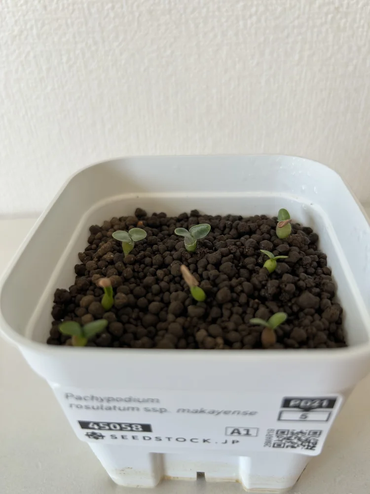 パキポディウム マカイエンセ Pachypodium rosulatum ssp. makayense | 塊根植物 コーデックス 魔界玉 マダガスカル 希少種