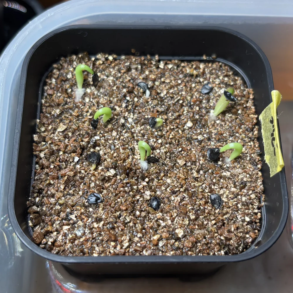 Agave titanota Blue Lot. (アガベ チタノタブルー)
