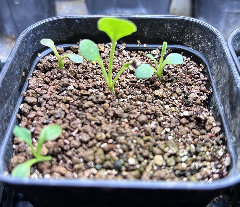 Euphorbia spannringii (ユーフォルビア スパンリンギー フィッシュボーン)