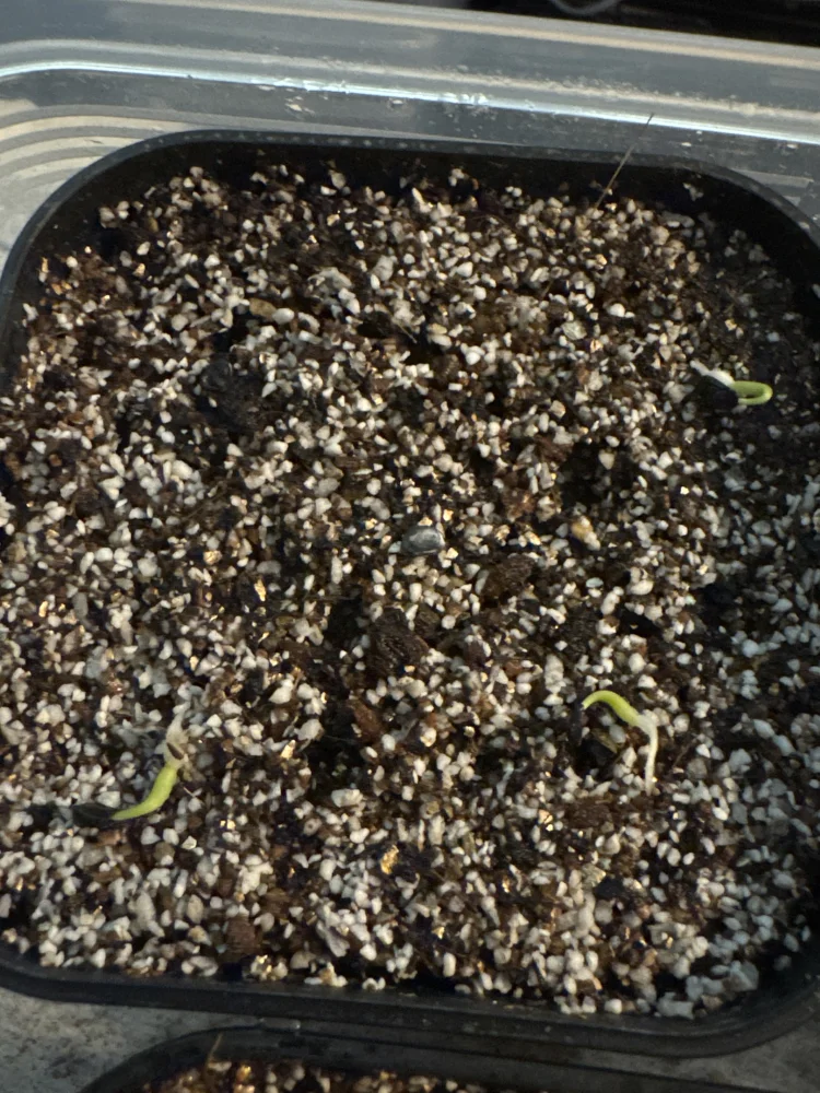 Agave utahensis var. eborispina (アガベ エボリスピナ)