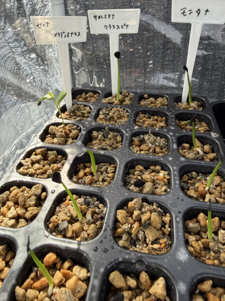 Agave salmiana ssp. crassispina (アガベ サルミアナ クラシスピナ)