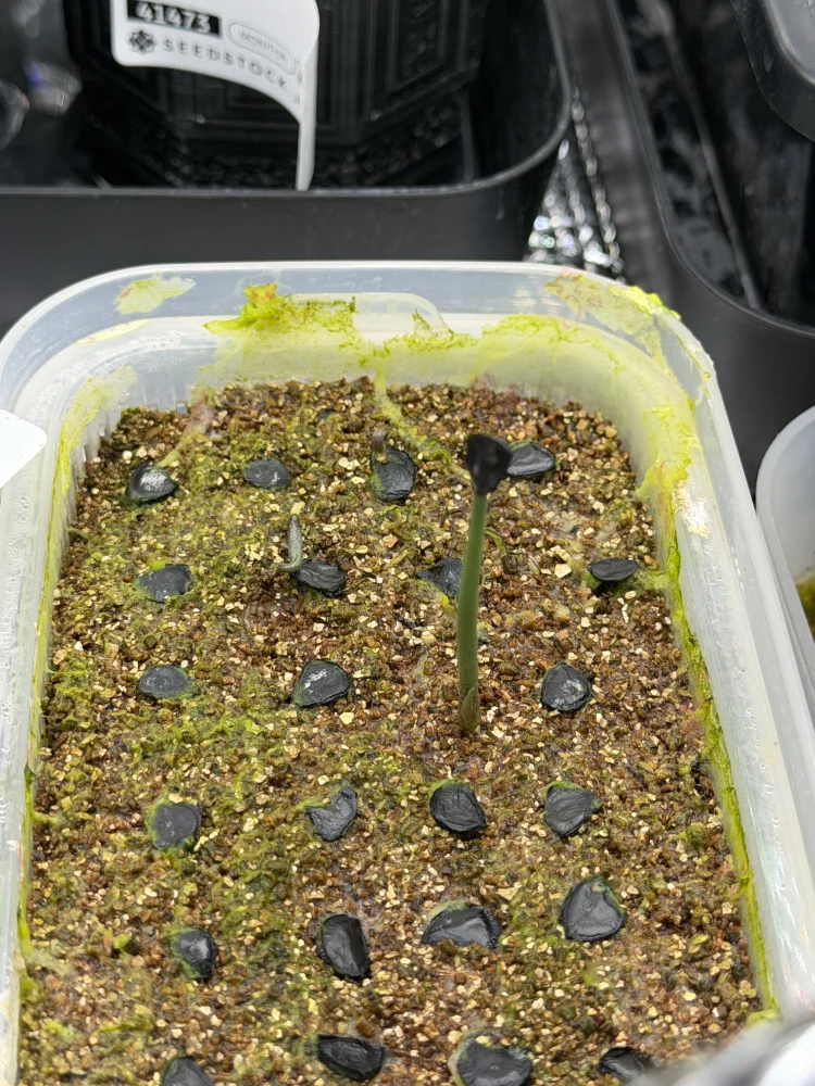 Agave ([プレゼント種子])