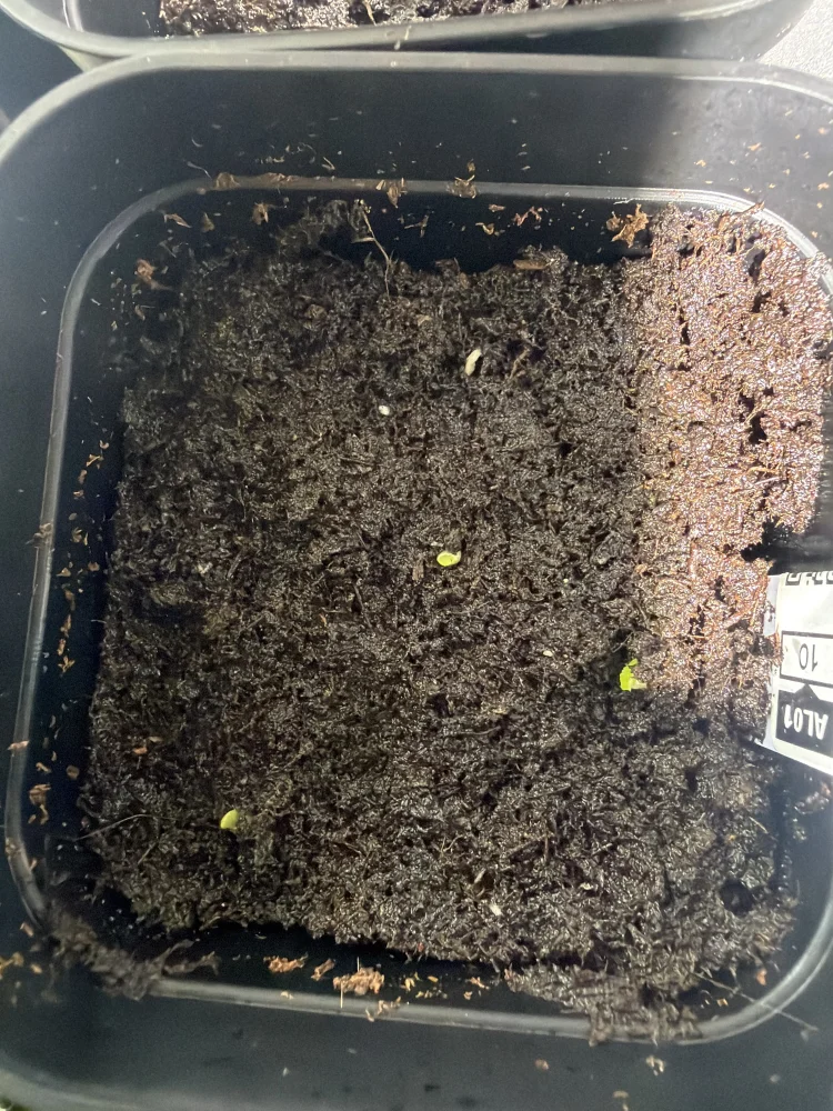 アロエ アクレアータ Aloe aculeata