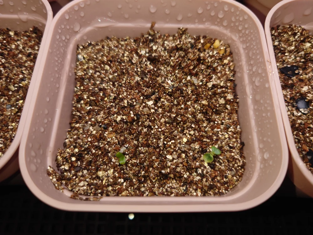 Dorstenia horwoodii  hybrid (ドルステニア ホルウッディハイブリッド)