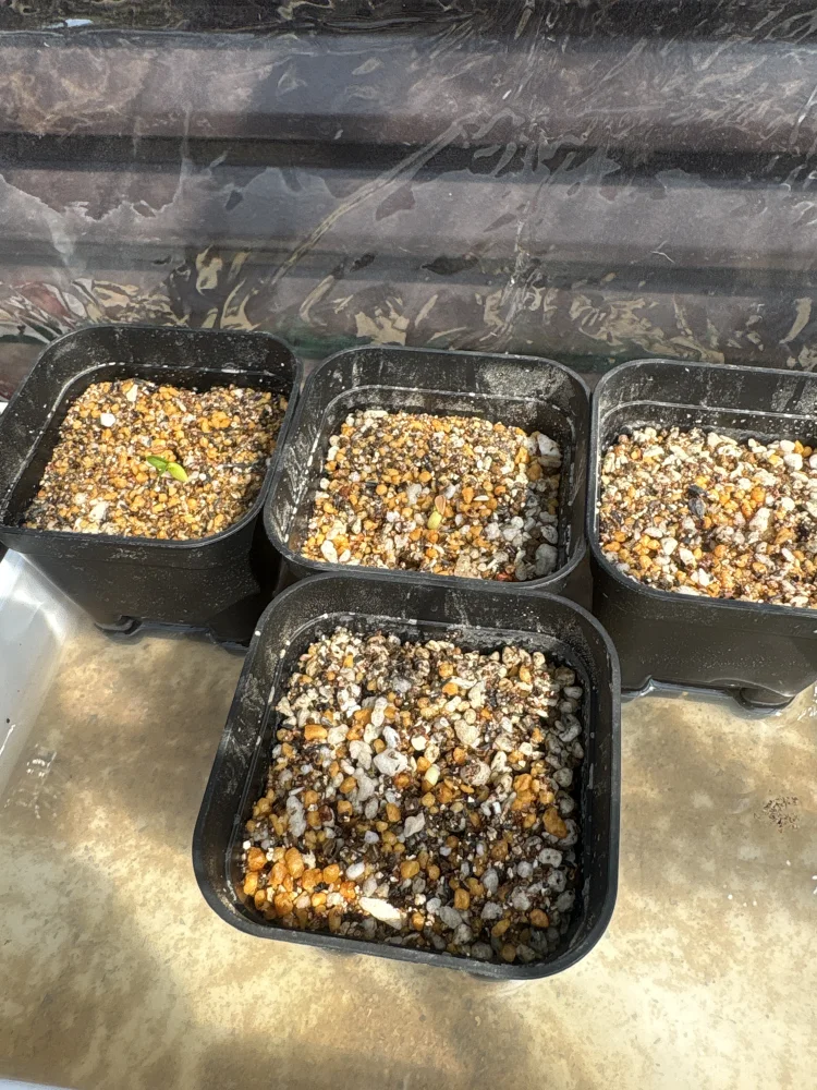 パキポディウム マカイエンセ Pachypodium rosulatum ssp. makayense | 塊根植物 コーデックス 魔界玉 マダガスカル 希少種