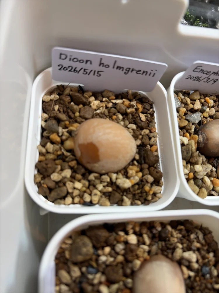 Dioon holmgrenii (ディオーン ホルムグレイニー)