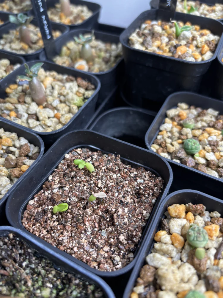 Pachypodium rosulatum var. gracilius Lot. (パキポディウム グラキリス)