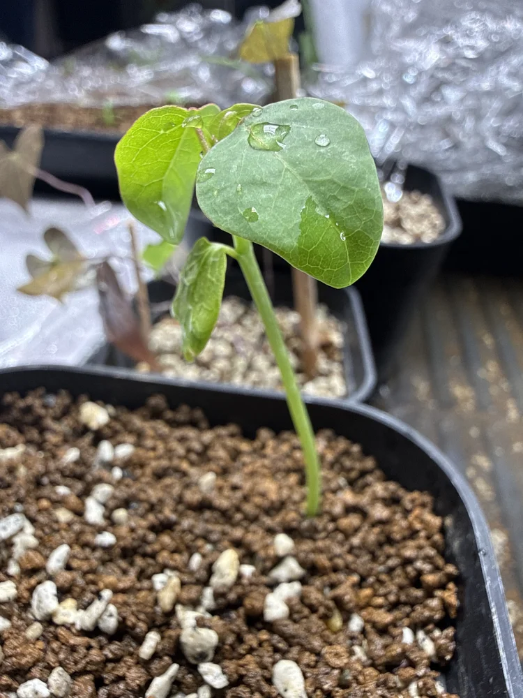 Adenia cladosepala (アデニア クラドセパラ)