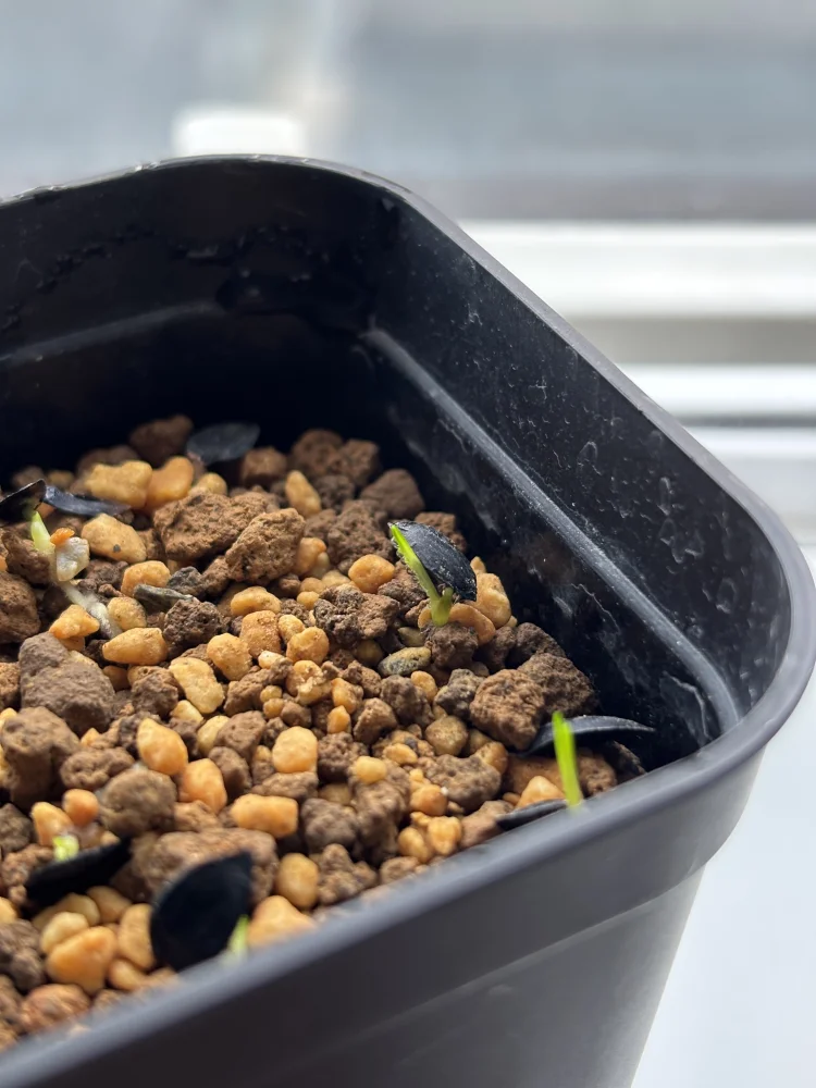 Xanthorrhoea johnsonii