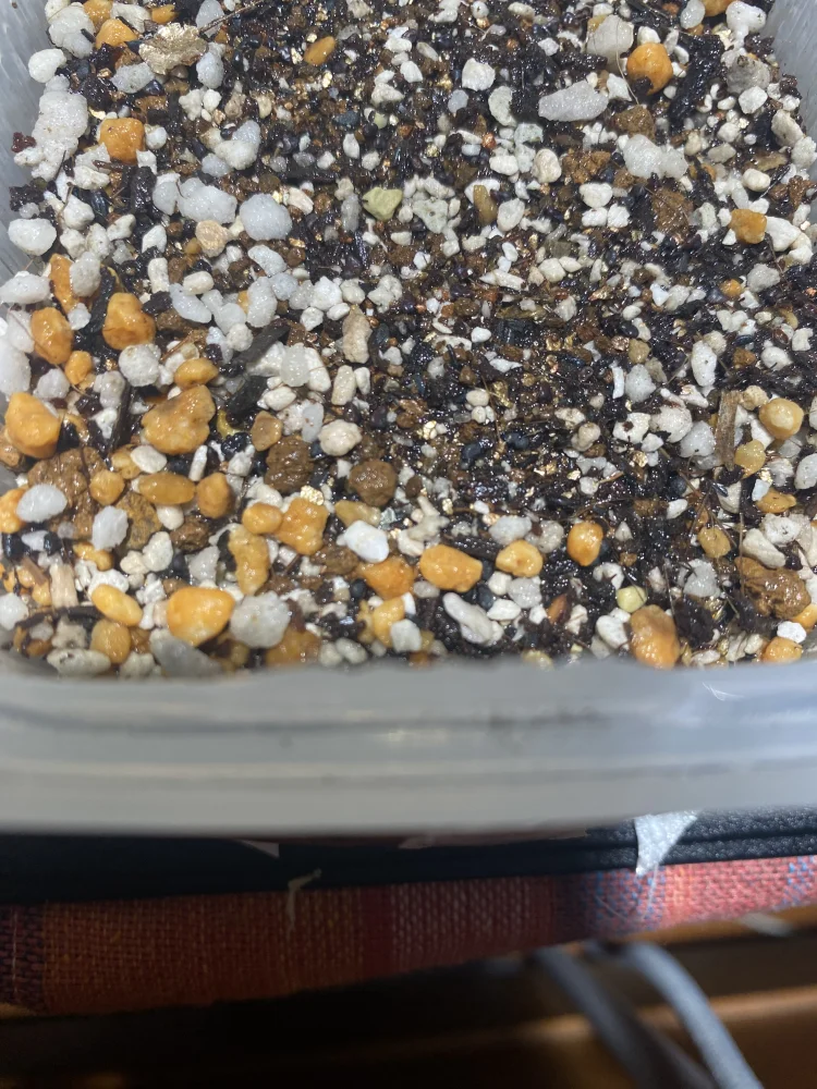 Cereus repandus (セレウス レパンダス)