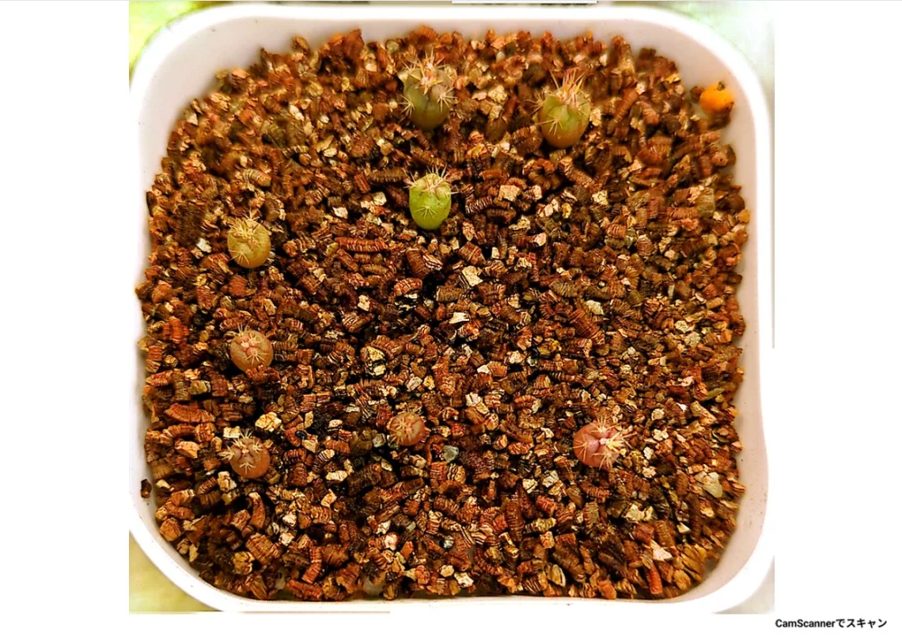 Ferocactus latispinus (フェロカクタス ラティスピナス 日の出丸)