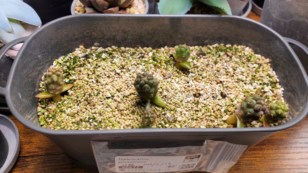 Tephrocactus geometricus (テフロカクタス ゲオメトリクス)