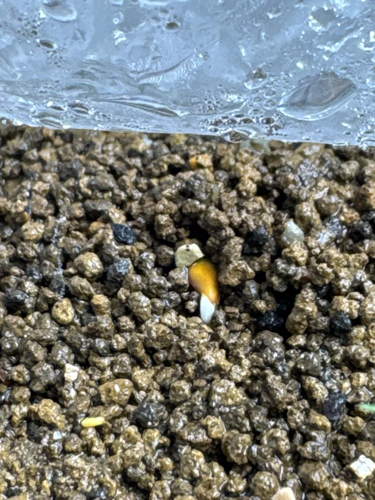 パキポディウム ウィンゾリー Pachypodium windsorii