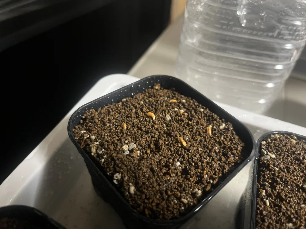 Pachypodium rosulatum var. inopinatum ([プレゼント種子 3月22日まで] パキポディウム イノピナツム)