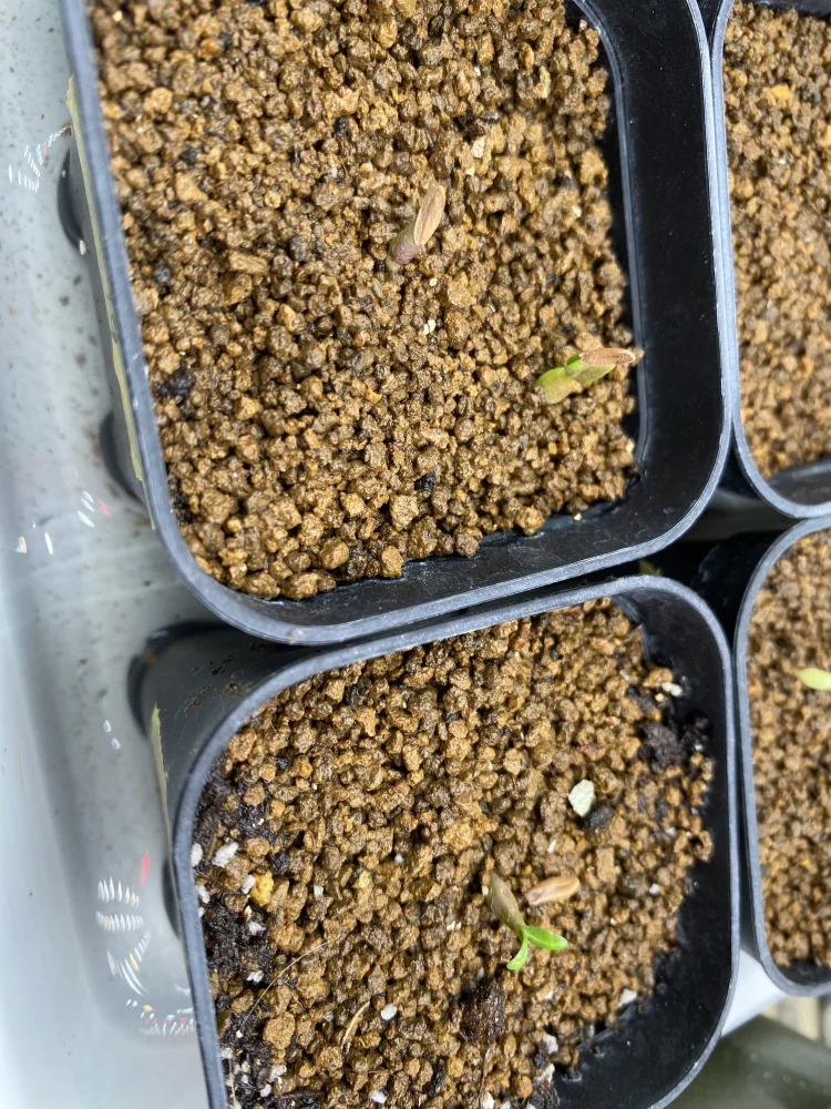 種子] パキポディウム グラキリス Lot.2026MAY Pachypodium rosulatum