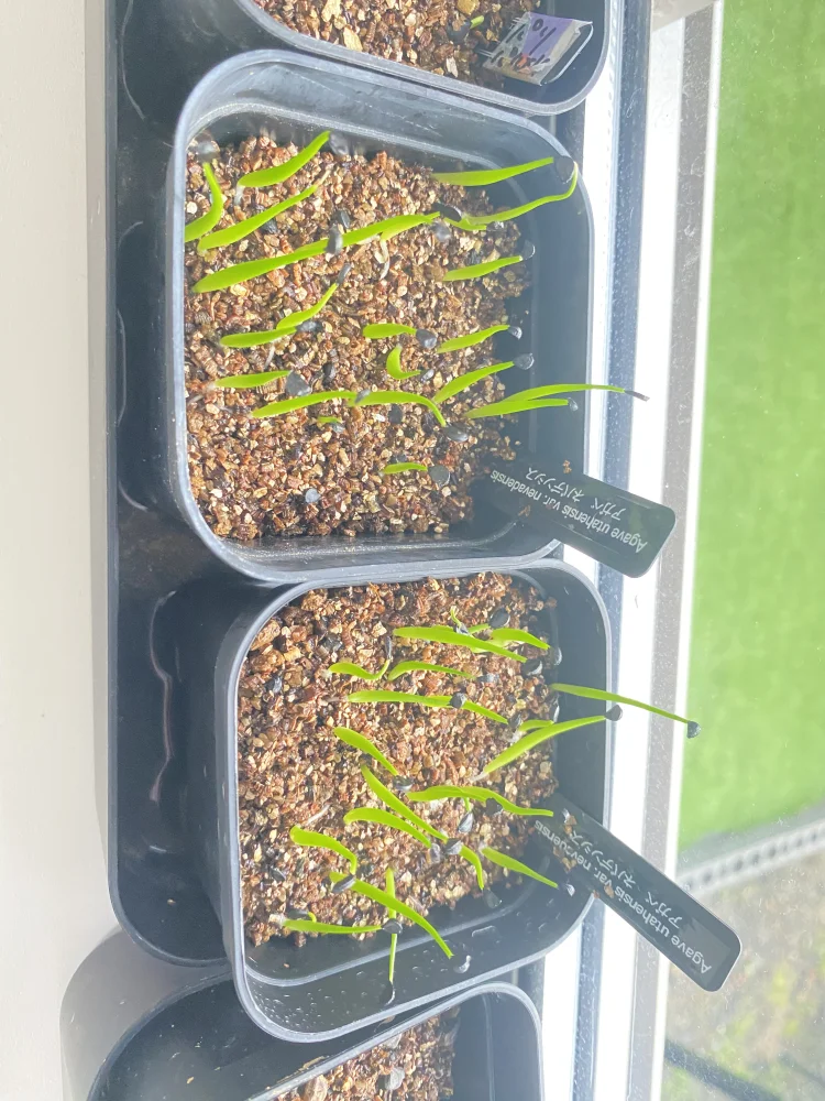 Agave utahensis v. nevadensis Compacta (アガベ ネバデンシス コンパクタ)