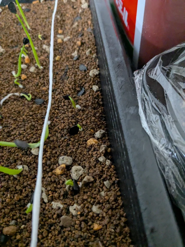 アガベ カルウィンスキー Agave karwinskii  (Cuishe)