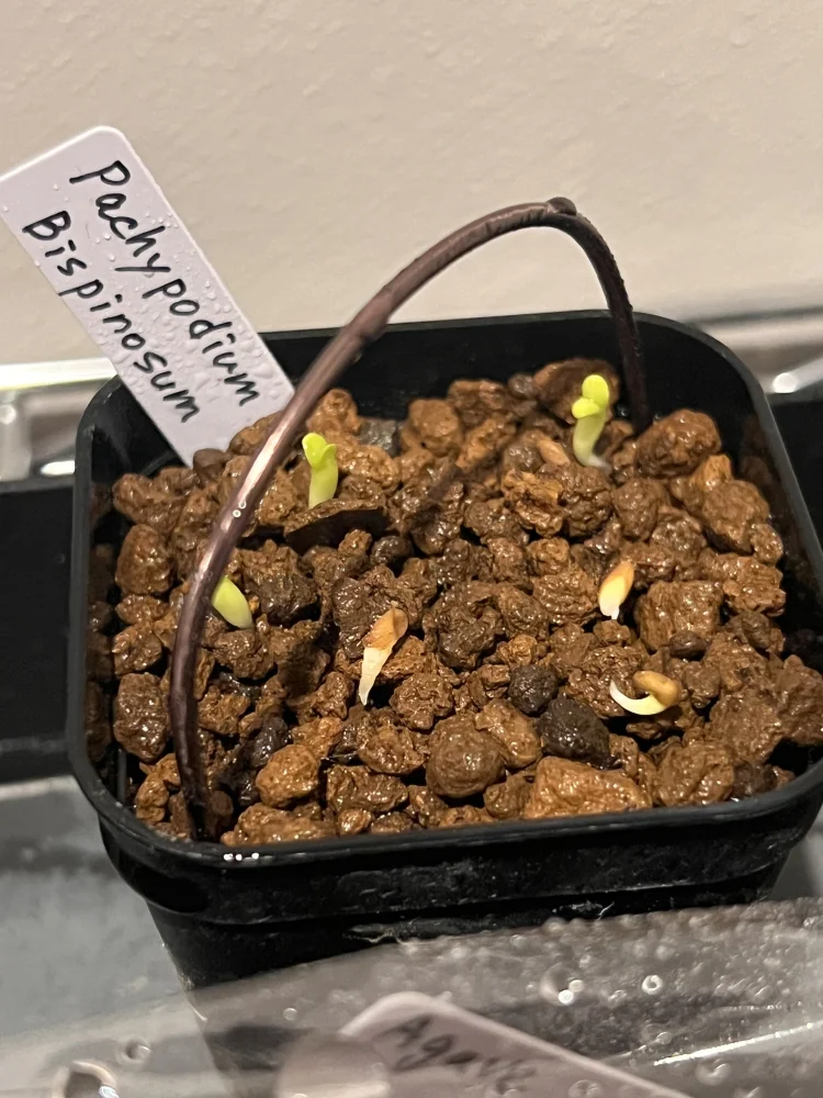 Pachypodium bispinosum (パキポディウム ビスピノーサム)