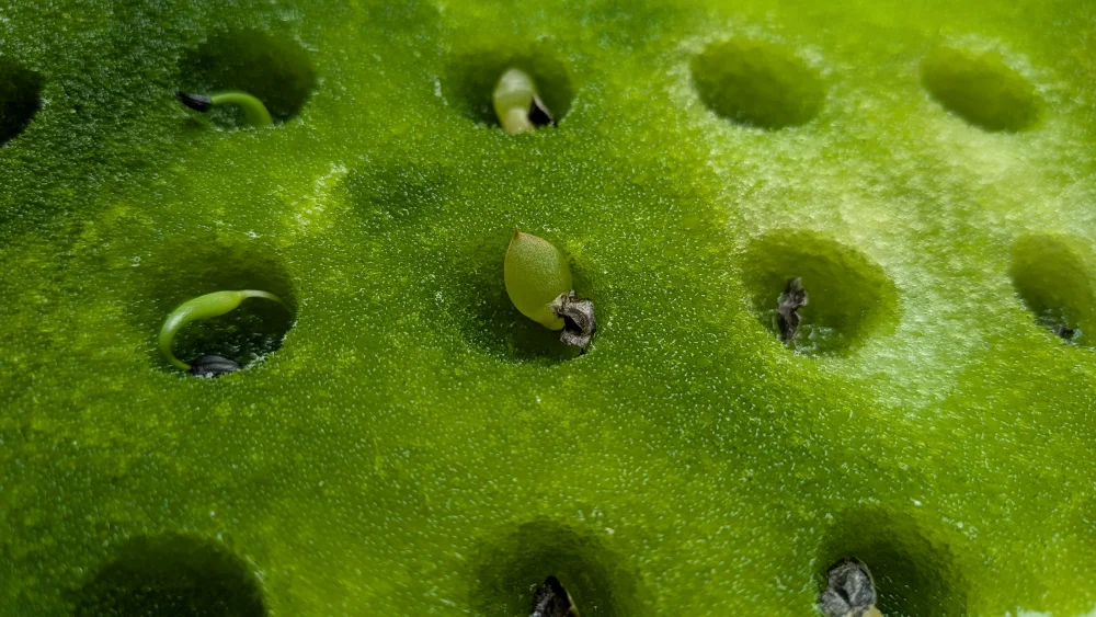 Aloe aculeata (アロエ アクレアータ ホワイトソーン)