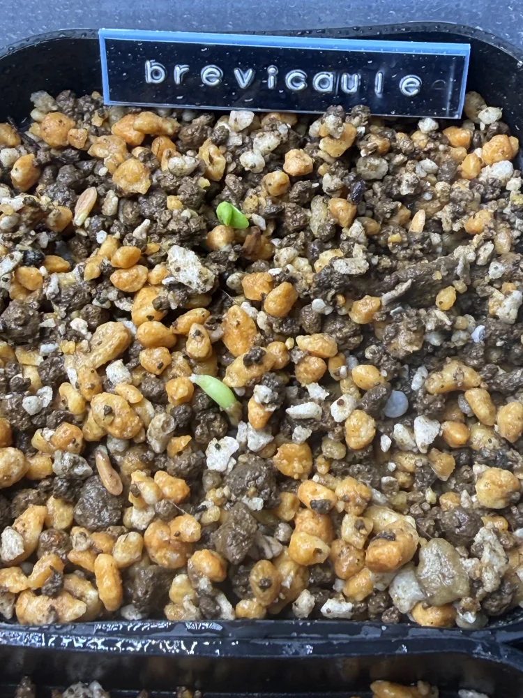 Pachypodium brevicaule ssp. brevicaule (パキポディウム ブレビカウレ)