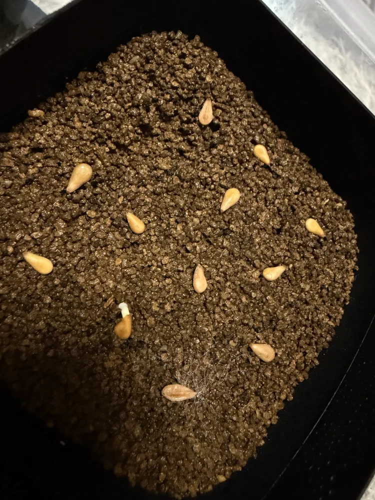 Pachypodium windsorii (パキポディウム ウィンゾリー)