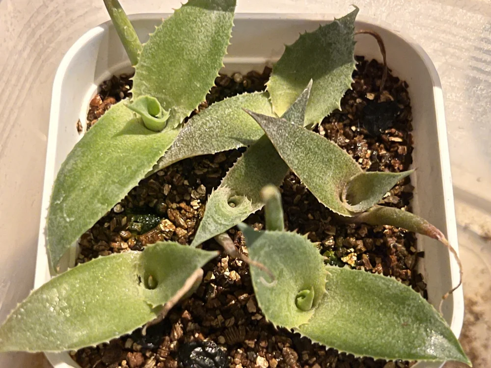 Agave scaposa (アガベ スカポサ)