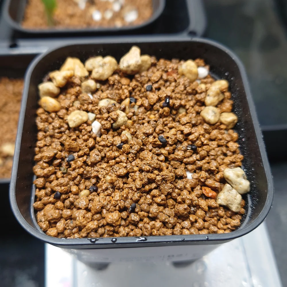 Cereus repandus (セレウス レパンダス)